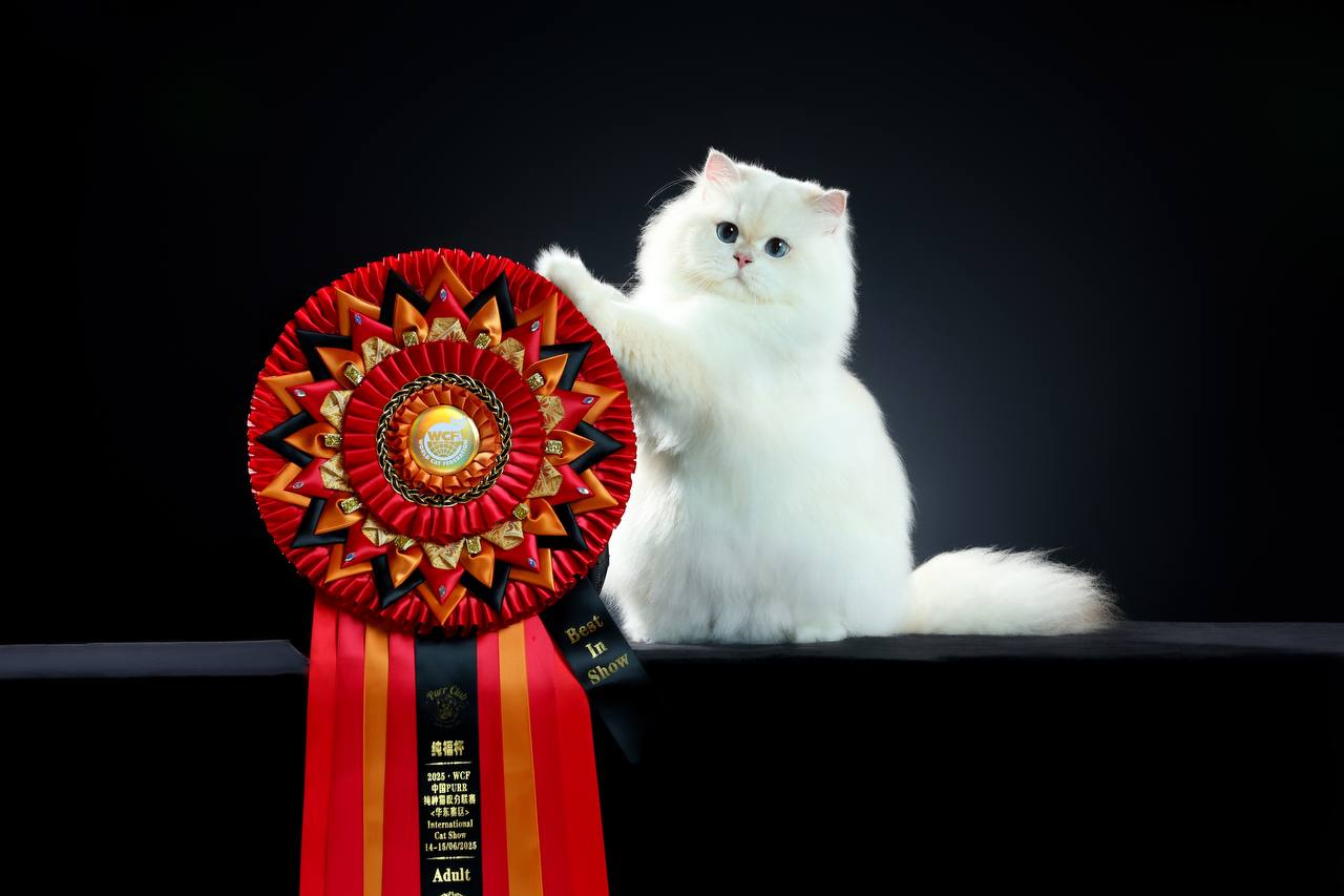 Кот Darlen Fleur Dalmore Black стал лучшим в мире