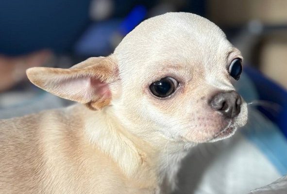 Блювота піною у собак. Причини