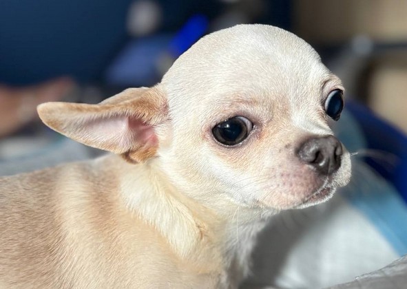 Блювота піною у собак. Причини