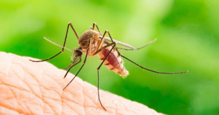 Почему комары выбирают одних людей чаще других