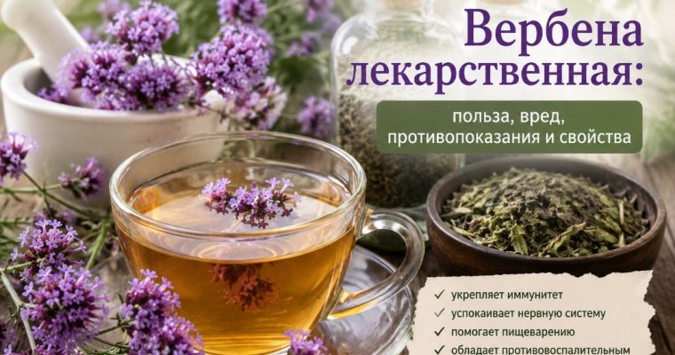 Вербена лекарственная: польза и вред для здоровья