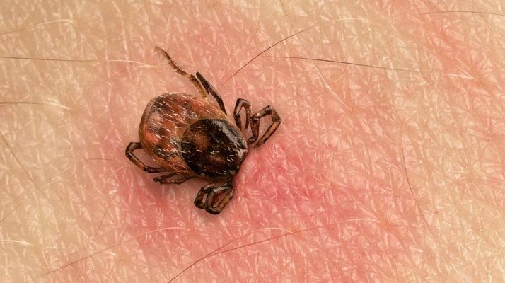 Что делать после укуса клеща: инструкция для людей и питомцев