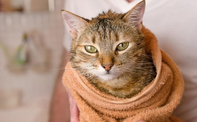 Как часто можно купать кошку: что действительно рекомендуют ветеринары