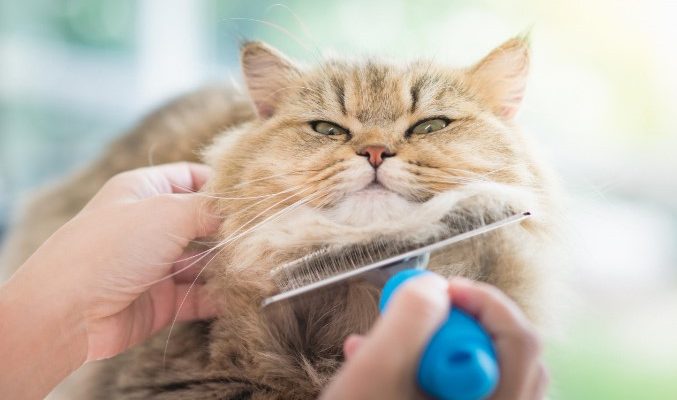 Почему кошка линяет: причины, уход и советы владельцам