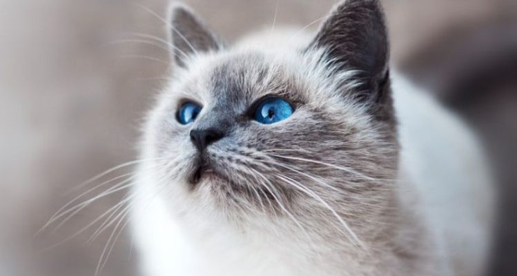 Названы самые умные породы кошек: кто возглавил рейтинг