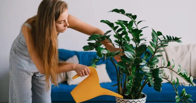 Какие комнатные растения можно поставить в глубине комнаты: 7 идей