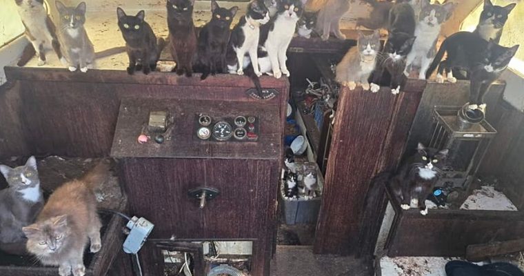Кошачий экипаж: полиция ищет хозяина брошенной лодки