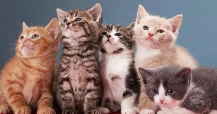 Котята пришли в парфюмерию: новый тренд на мягкие ароматы
