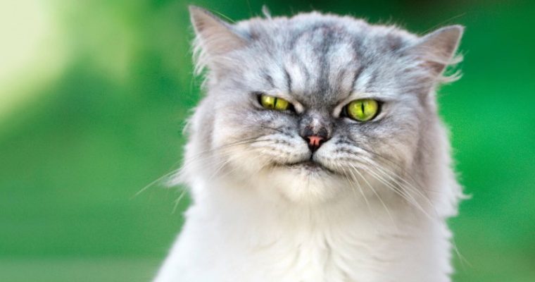 Belle покорила интернет мордой «главного специалиста по претензиям»