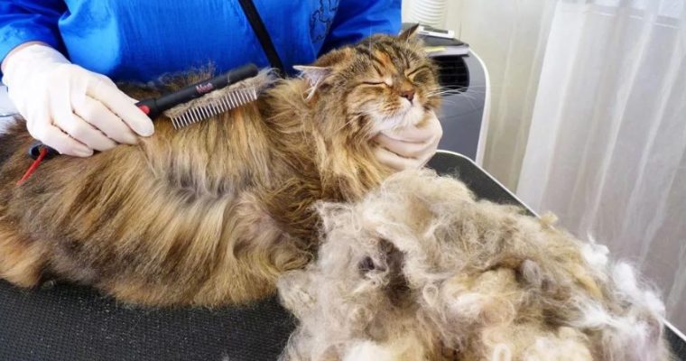 Кошачья шерсть после вычесывания: как использовать с пользой