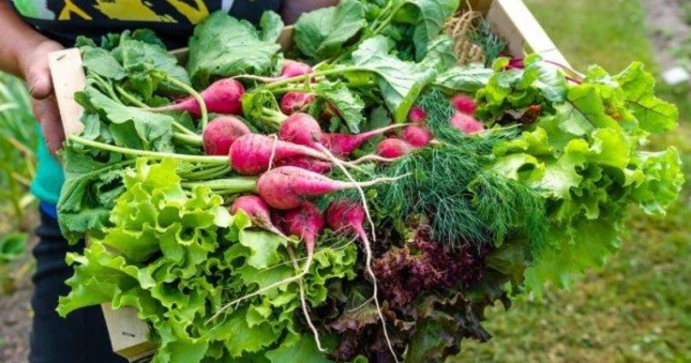 Сентябрьский огород: 7 культур, которые ещё успеют вырасти