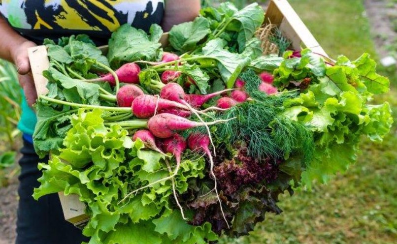 Сентябрьский огород: 7 культур, которые ещё успеют вырасти