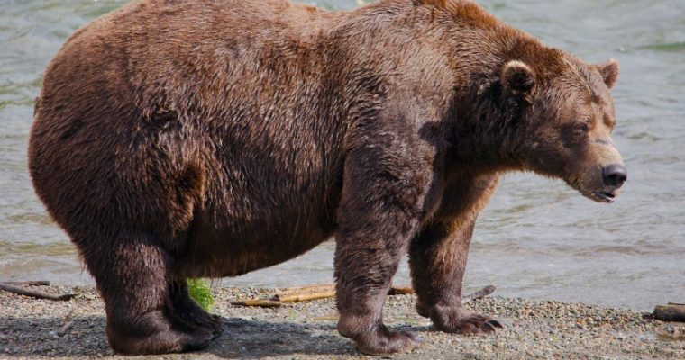Чанк установил исторический рекорд на Неделе жирных медведей