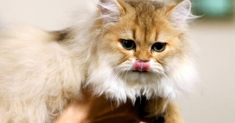 «Кошачий Оскар» в Бухаресте: какие кошки вышли на конкурс